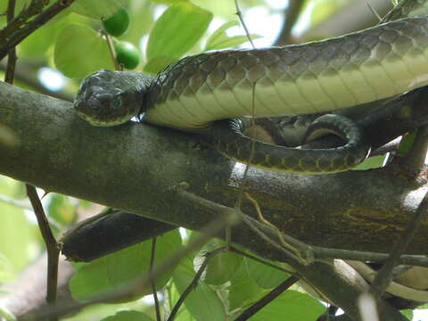 Image of Olive Whip Snake