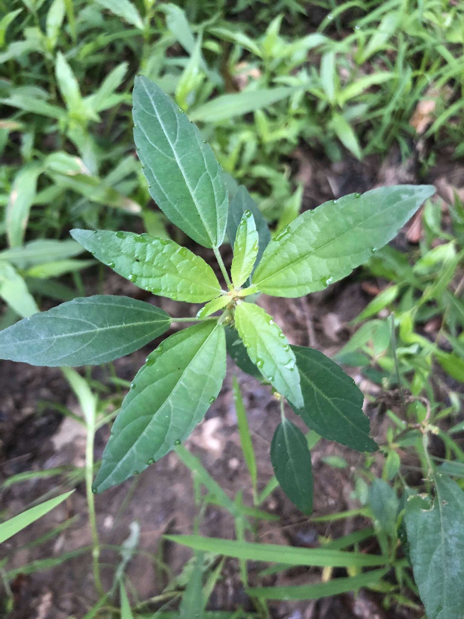 Imagem de Acalypha virginica L.