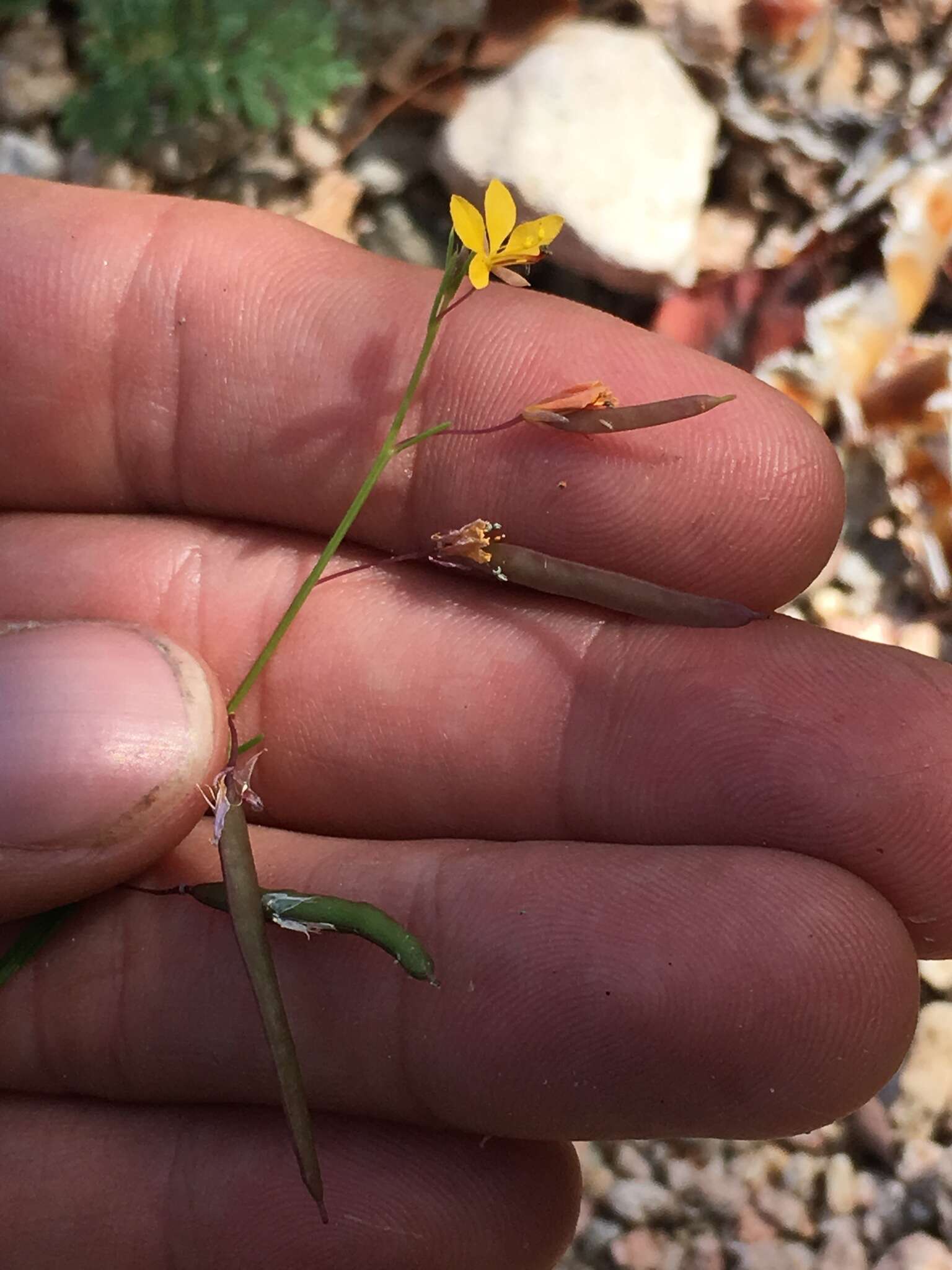 Image of Physostemon guianense (Aubl.) Malme