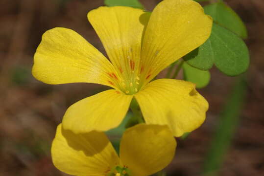 Imagem de Oxalis priceae subsp. colorea (Small) Eiten