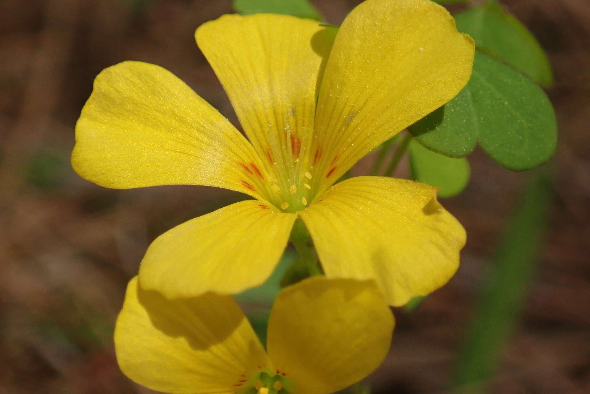 Imagem de Oxalis priceae subsp. colorea (Small) Eiten