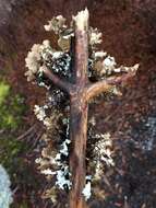 Image of Tuckerman's ragged lichen
