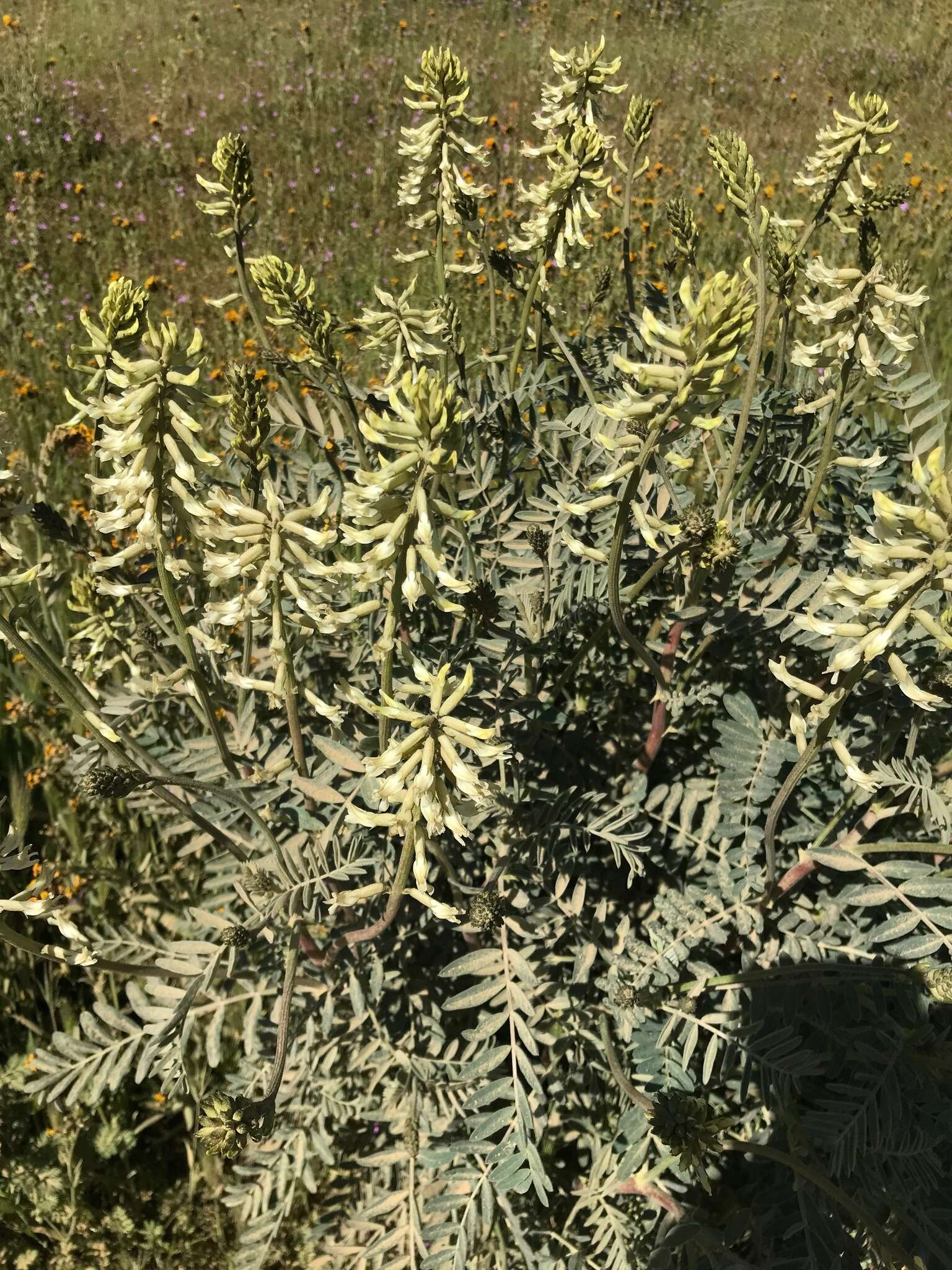 Imagem de Astragalus oxyphysus A. Gray