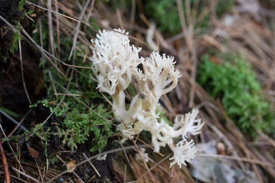 Image of Clavulina coralloides (L.) J. Schröt. 1888