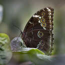 Morpho achilles phokylides Fruhstorfer的圖片