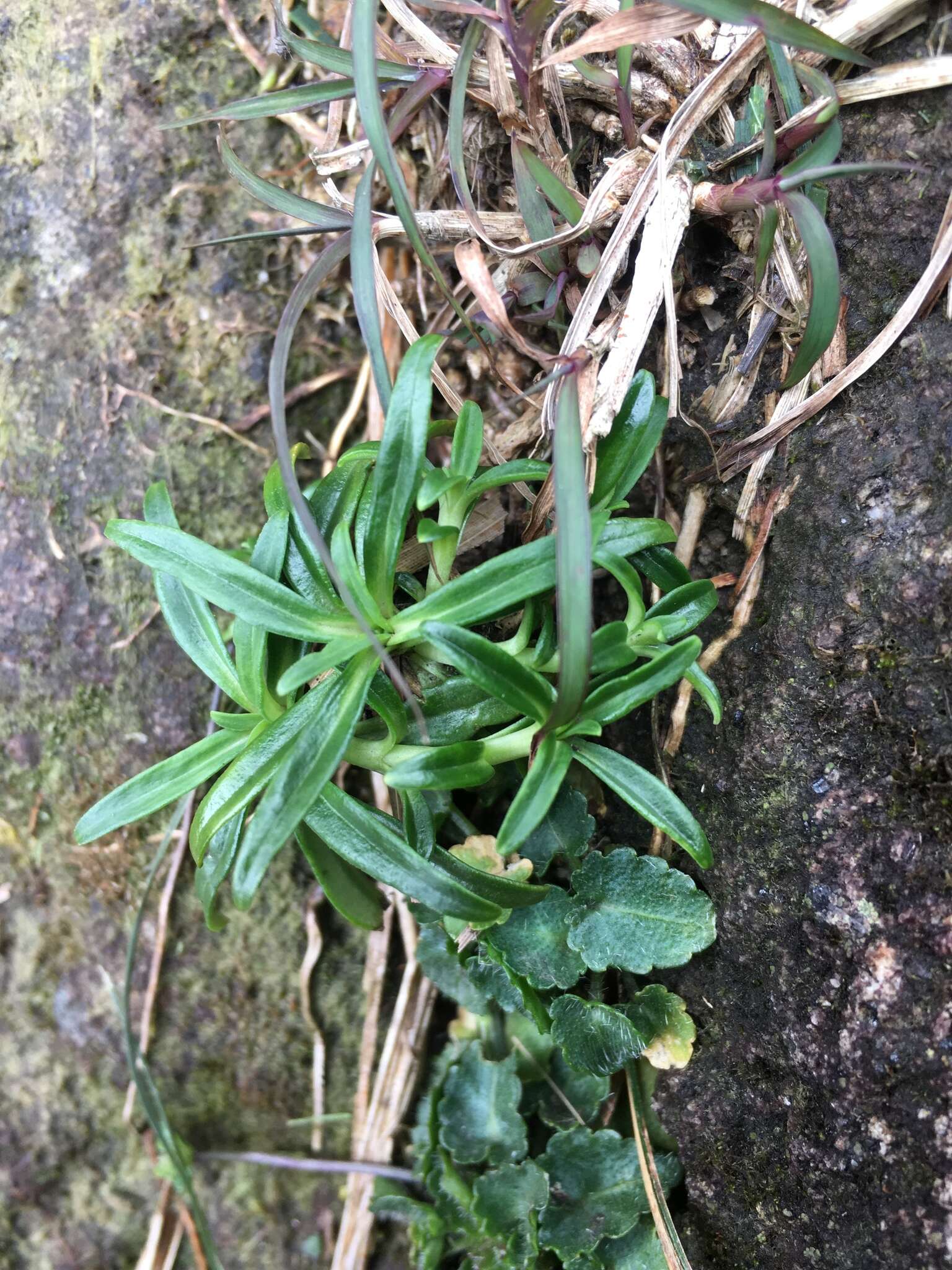 Image de Gentiana davidii var. formosana (Hayata) T. N. Ho