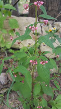 Image of Lopezia racemosa Cav.