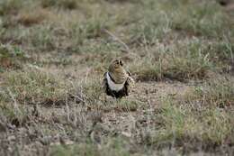 Image of Black-faced Sandgrouse