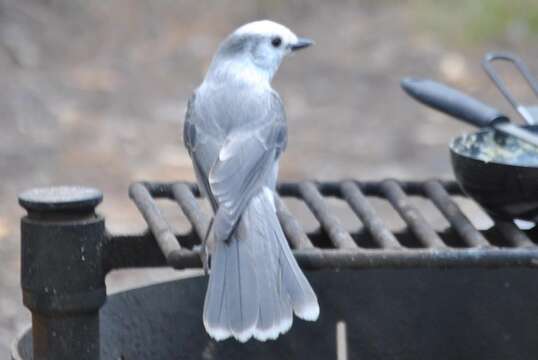 صورة Perisoreus canadensis capitalis Baird & SF 1874