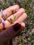 Imagem de Rhexia salicifolia Kral & Bostik