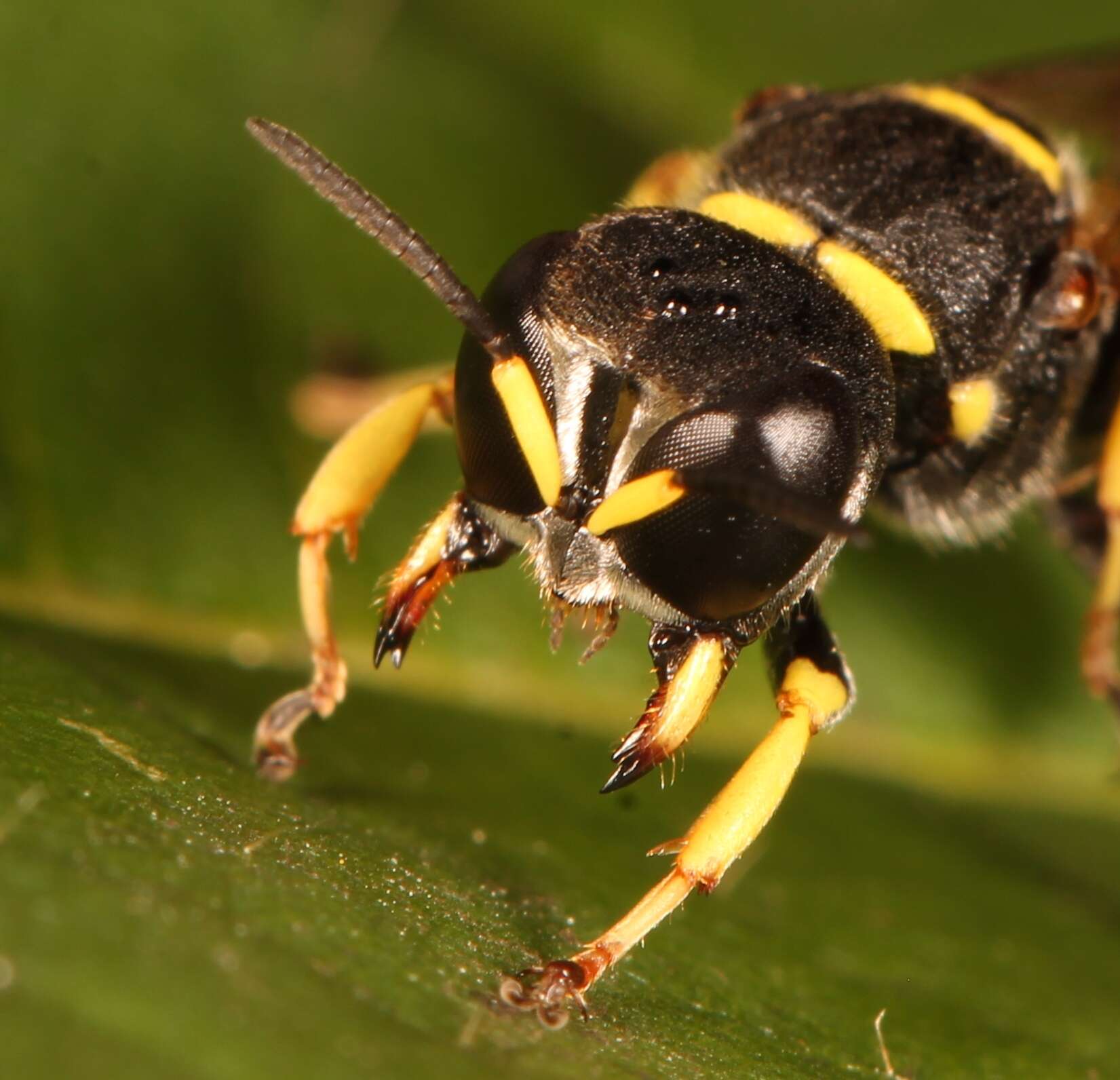 Image of Ectemnius lituratus (Panzer 1803)