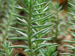 Слика од Petrosedum rupestre (L.) P. Heath