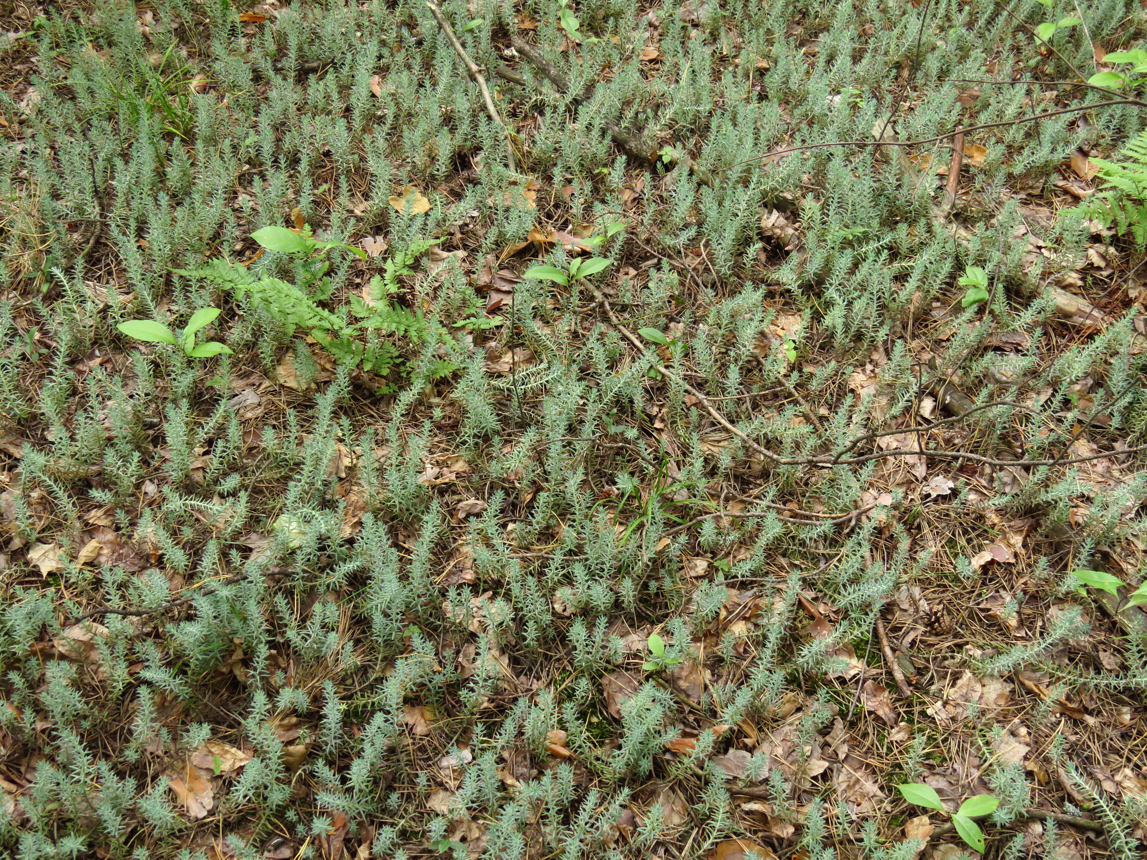 Слика од Petrosedum rupestre (L.) P. Heath