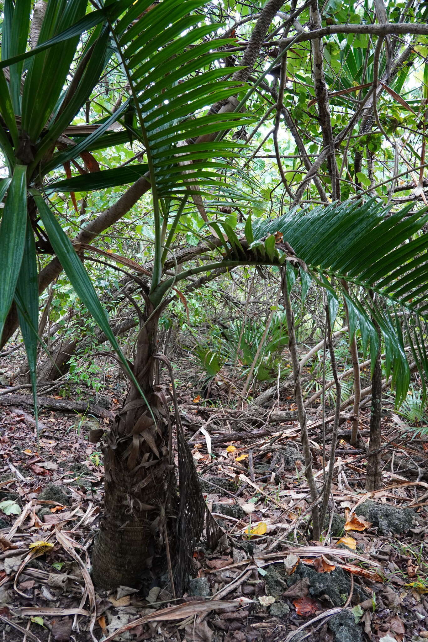 Image of Bottle Palm