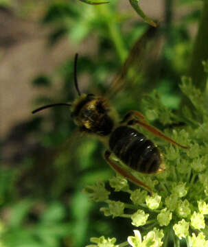 Andrena prunorum Cockerell 1896 resmi