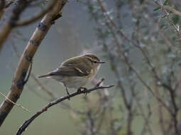 Image of Hume's Leaf Warbler