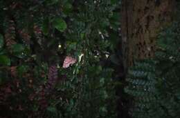 Image of zigzag fern looper