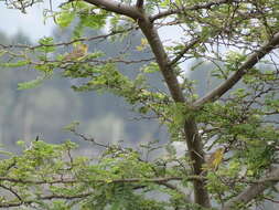Image of Grassland Yellow Finch
