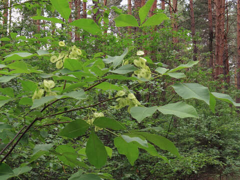 Image of common hoptree