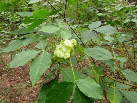 Image of common hoptree