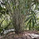 Image of Tropical Blue Bamboo