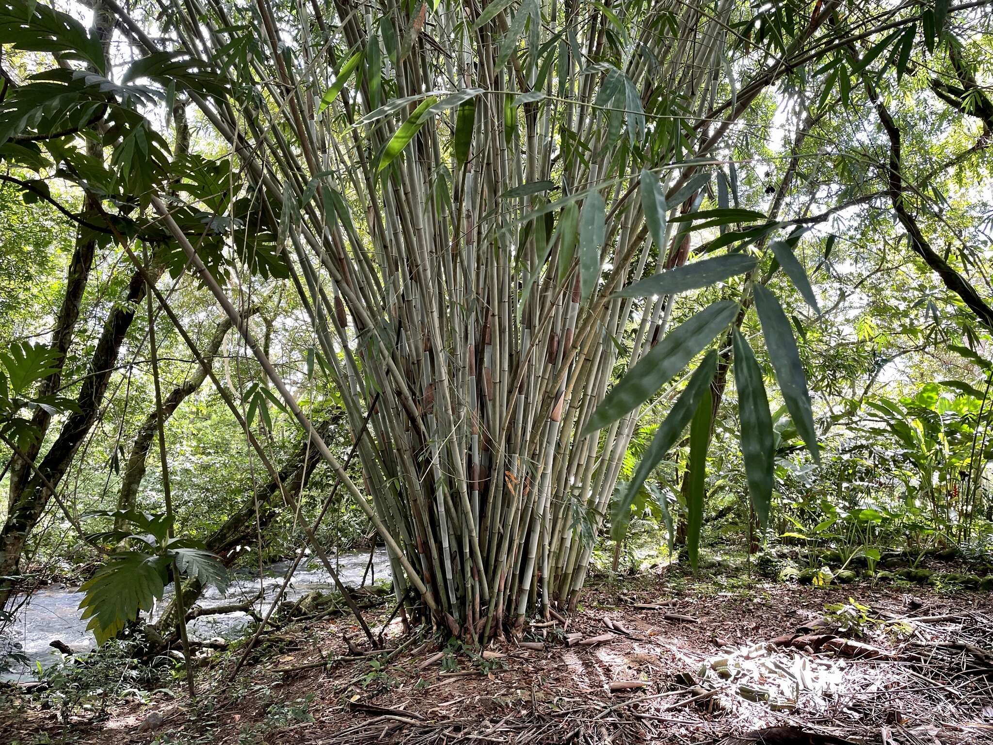 Image of Tropical Blue Bamboo