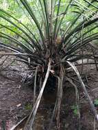 Image of American oil palm