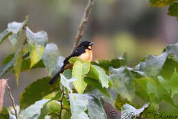 Image of Yellow-crested Tanager