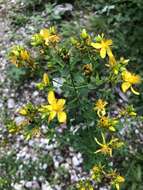 Sivun Hypericum desetangsii Lamotte kuva