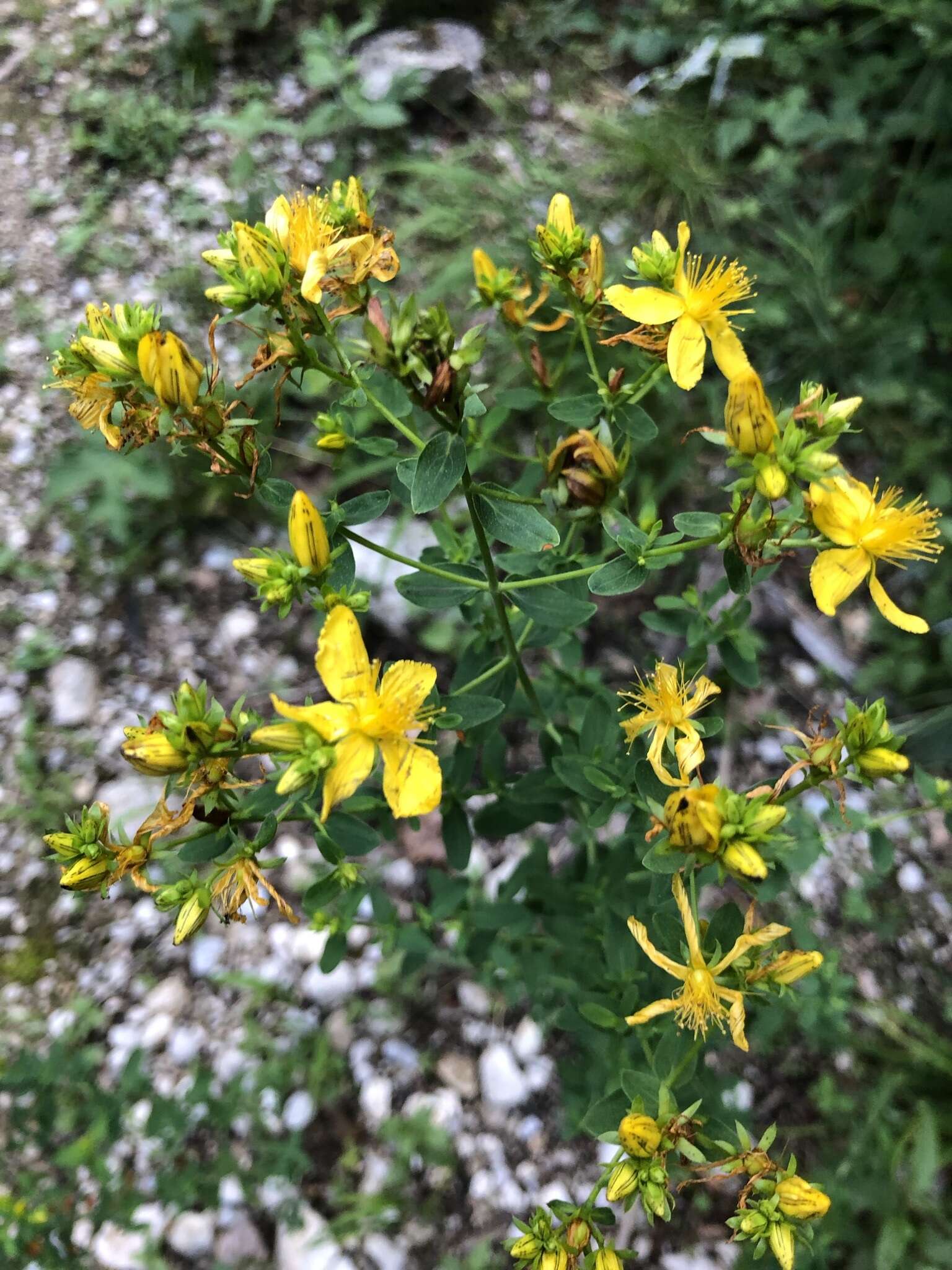 Sivun Hypericum desetangsii Lamotte kuva