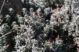 Image of Helichrysum retortoides N. E. Brown