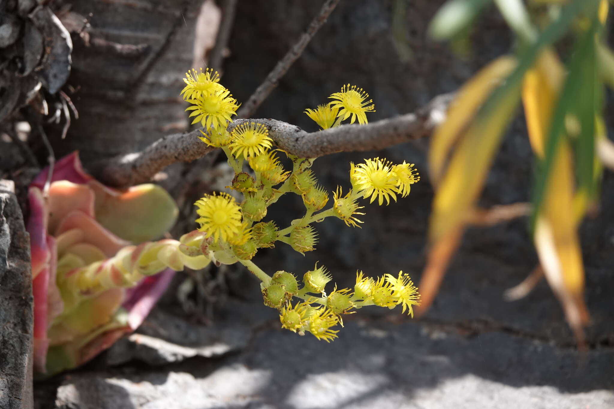 Aeonium diplocyclum (Webb ex Bolle) T. H. M. Mes resmi