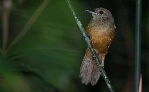 Image of Cinereous Antshrike