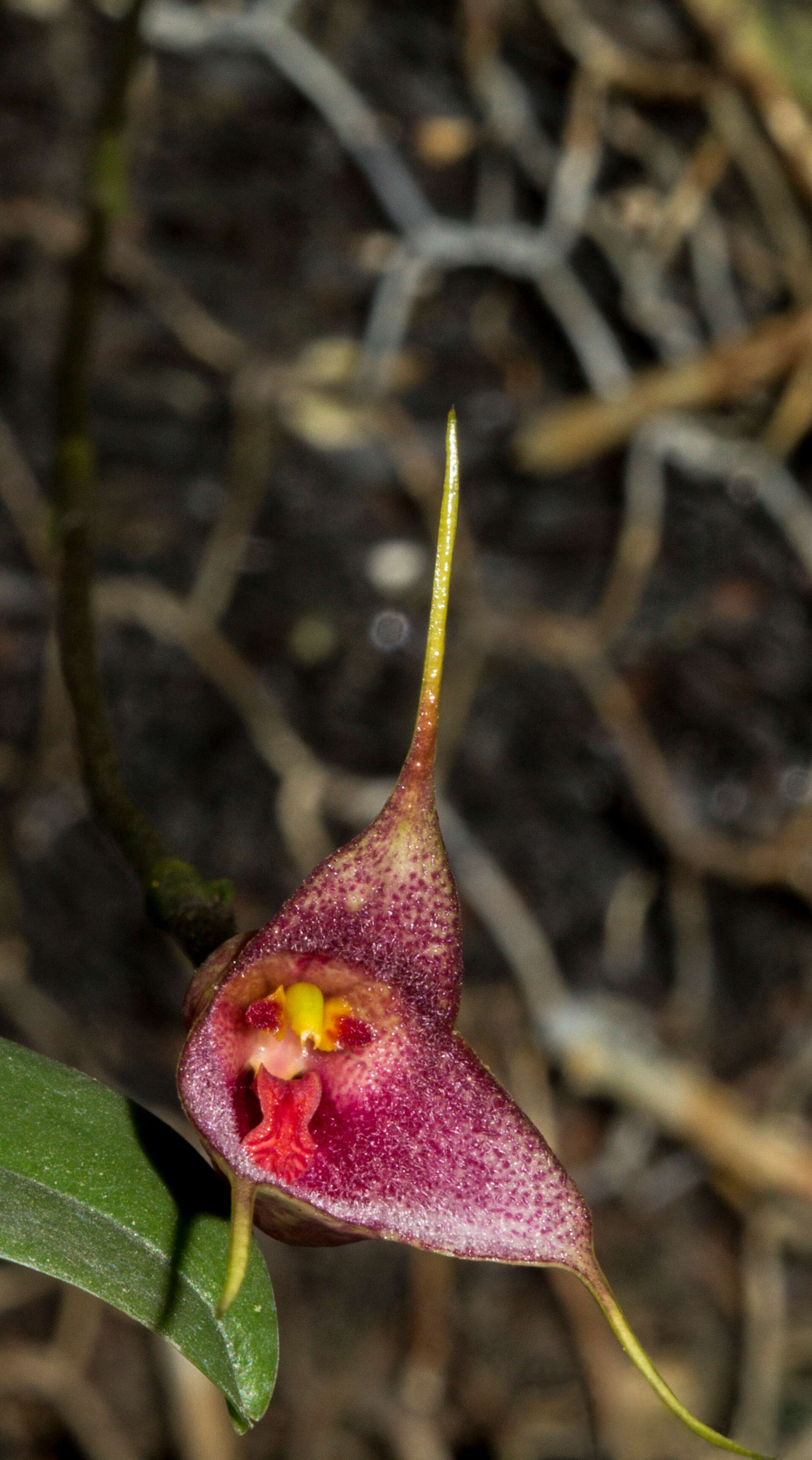 Image of Dracula venosa (Rolfe) Luer