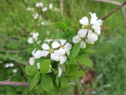 Image of bridalwreath spirea