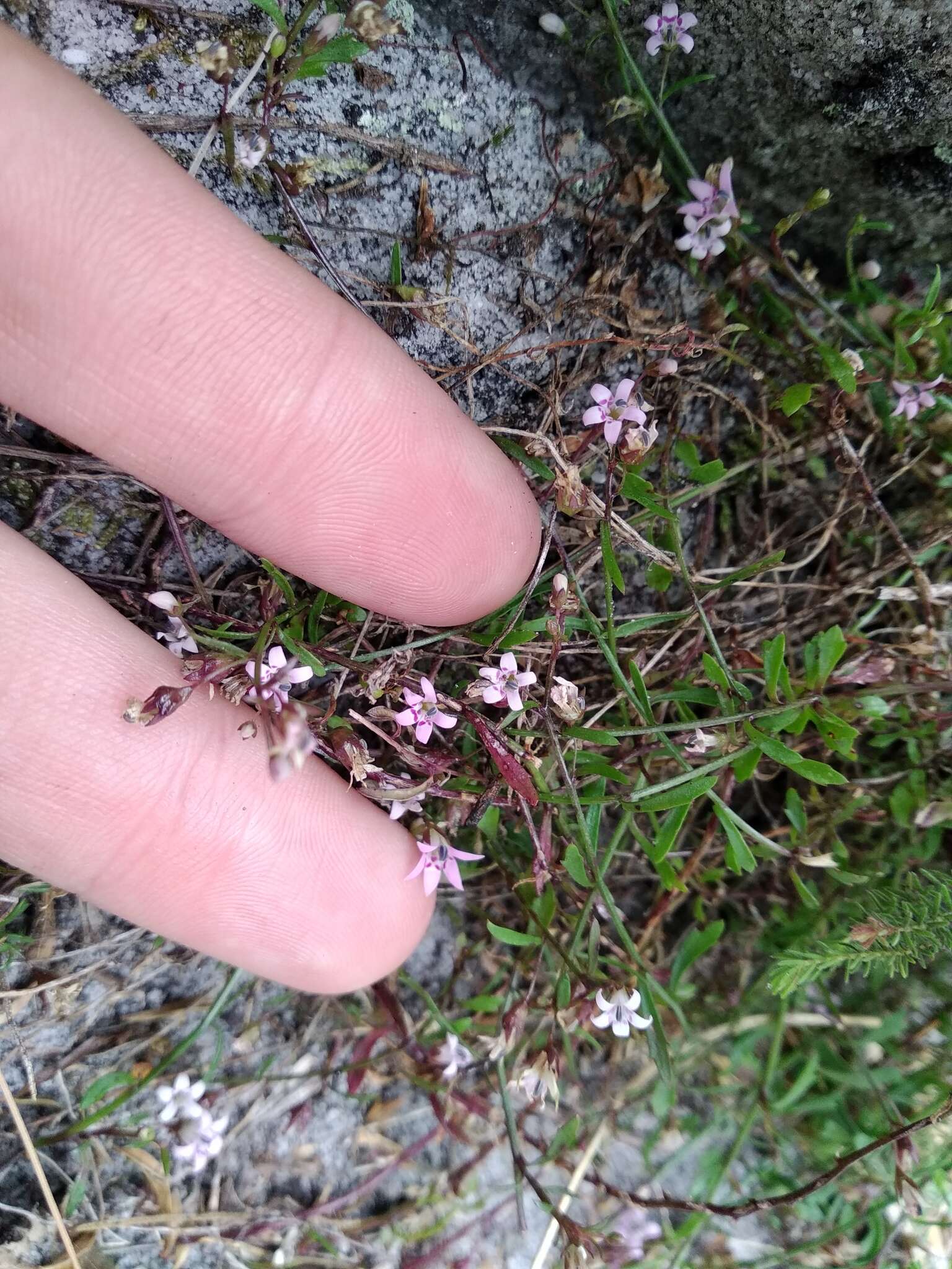 صورة Lobelia filicaulis (C. Presl) Schönland