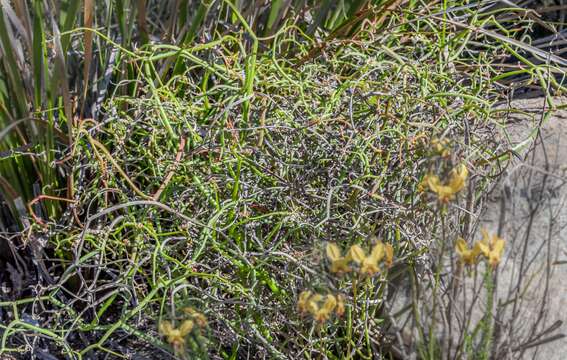 Imagem de Platysace compressa (Labill.) C. Norman