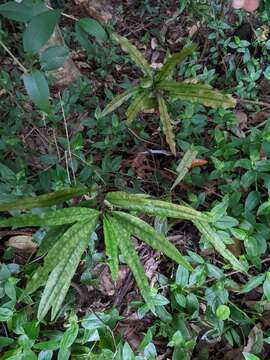 Image of Eupomatia bennettii F. Müll.