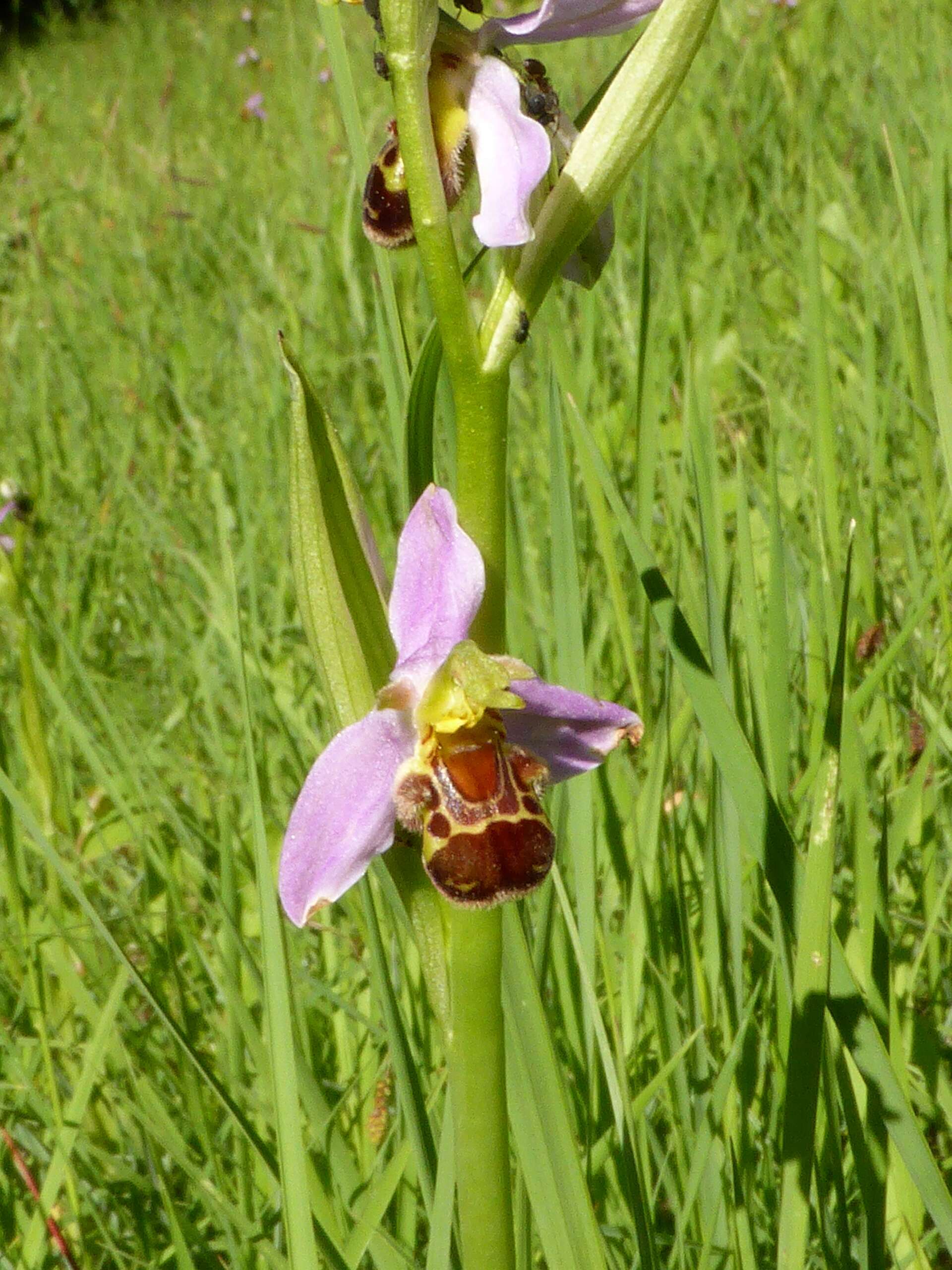 Image of Bee orchid