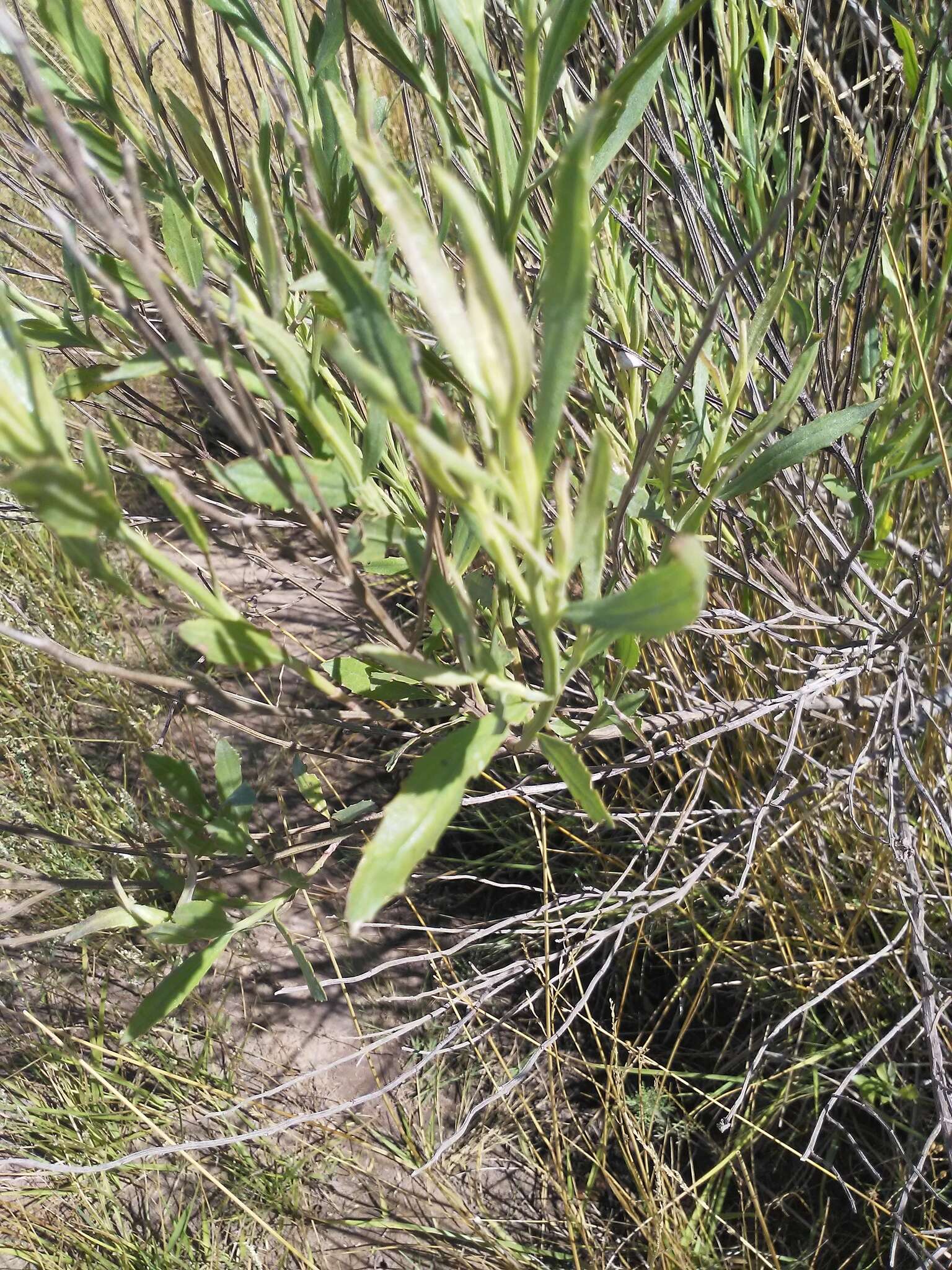 Image of Baccharis spicata (Lam.) Baill.