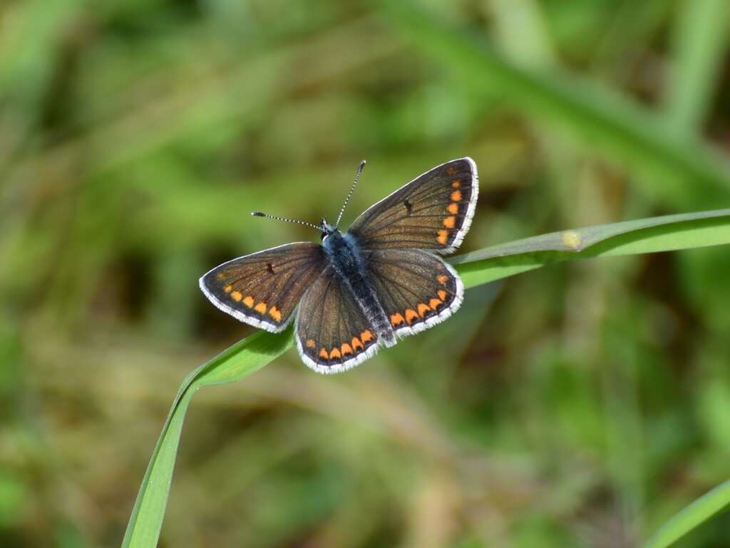 Image of brown argus