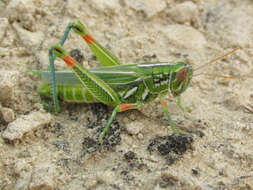 Image of Hesperotettix viridis viridis (Thomas & C. 1872)