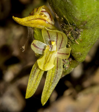 Image of Pleurothallopsis