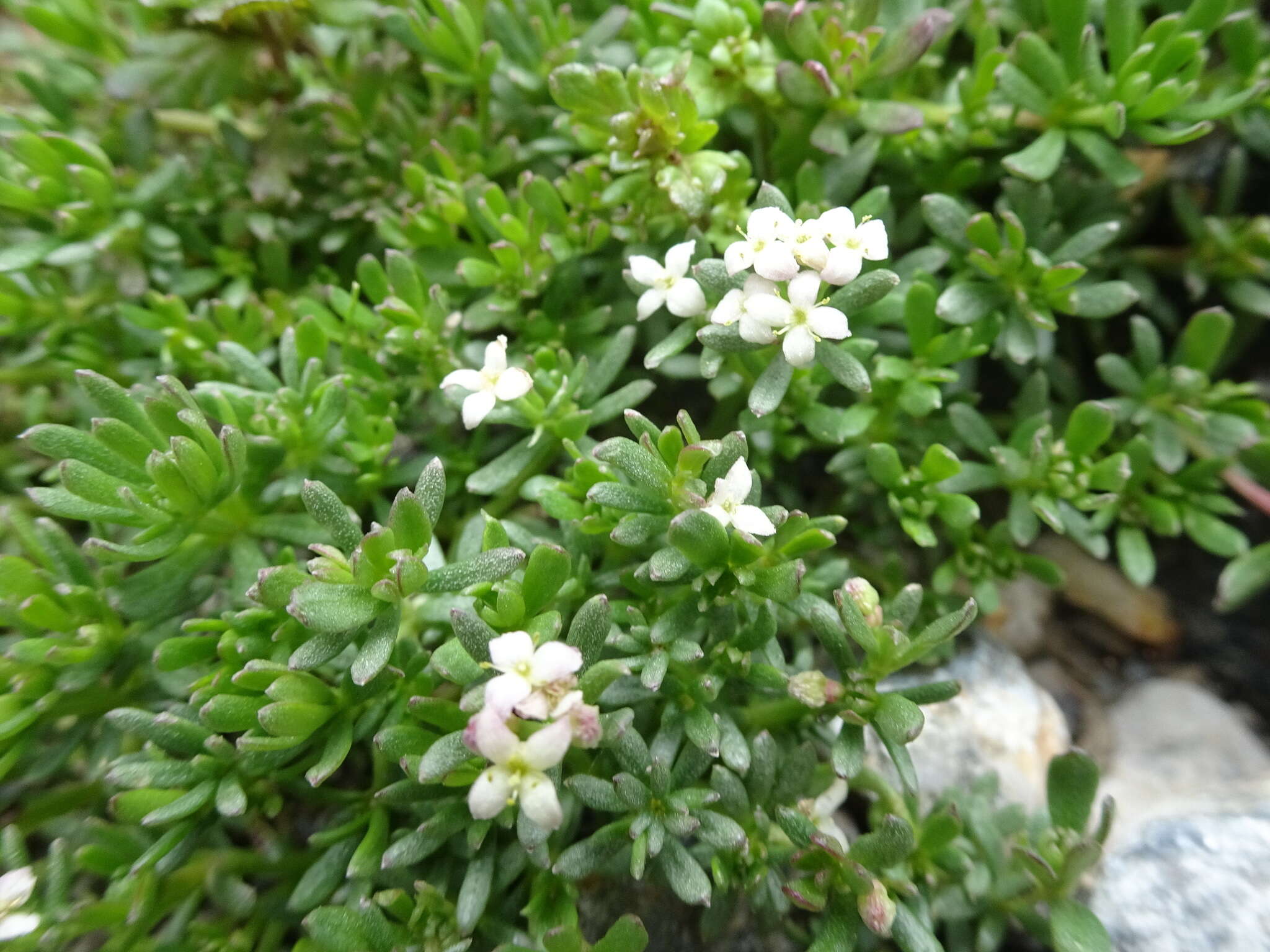 Image of Galium cometerhizon Lapeyr.