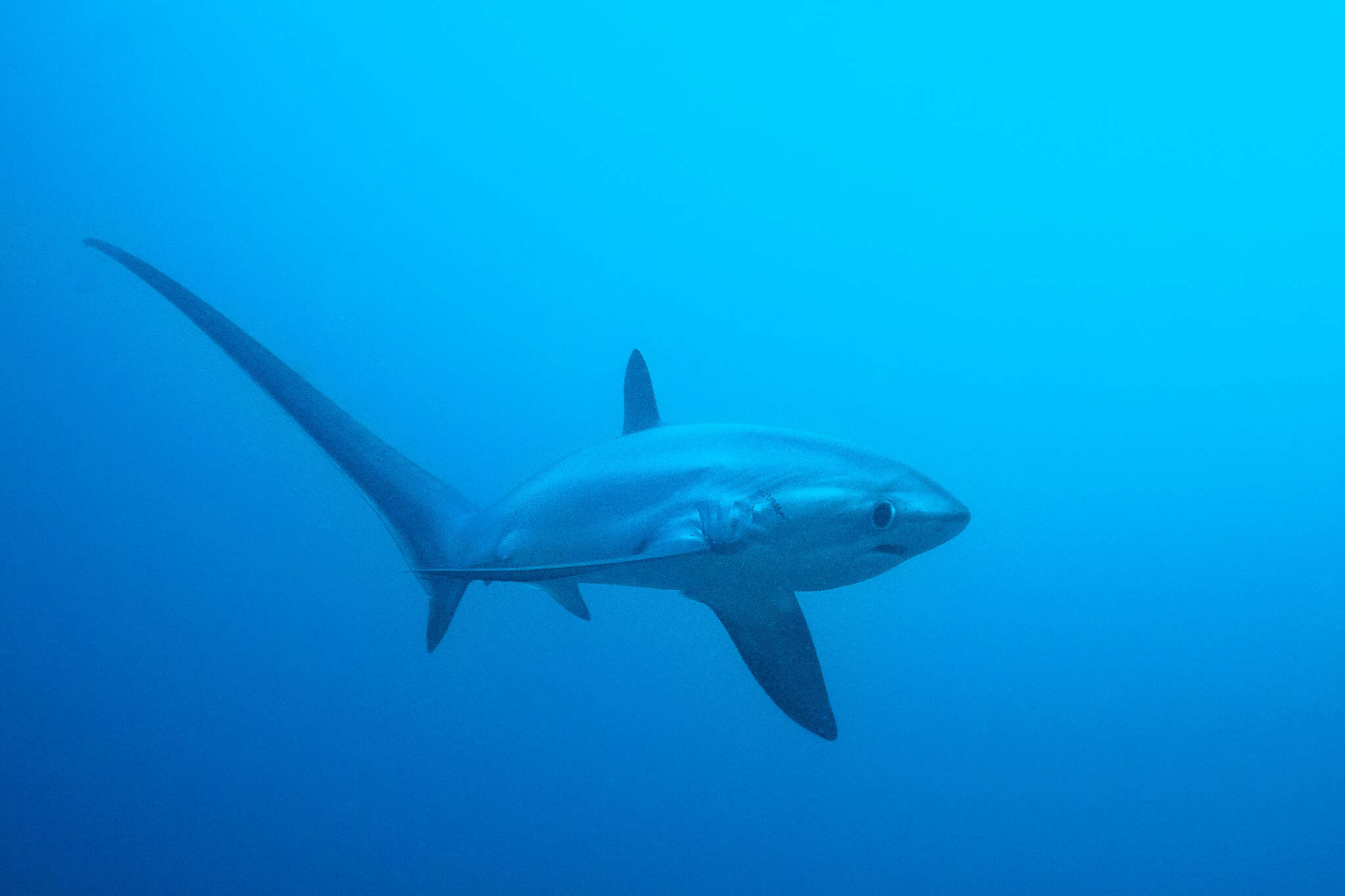 Image of thresher sharks