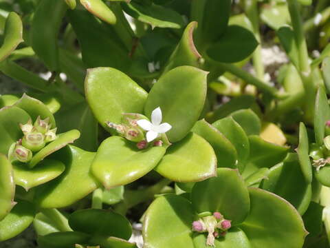 Слика од Leptopetalum