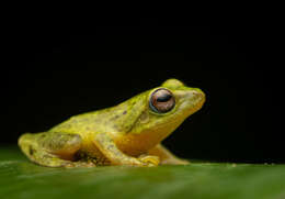 Plancia ëd Pseudophilautus asankai (Manamendra-Arachchi & Pethiyagoda 2005)