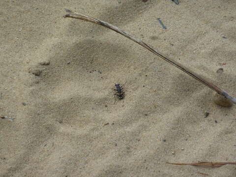 Image of Cicindela (Cicindela) formosa generosa Dejean 1831