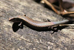 Image of Southern Forest Cool-skink