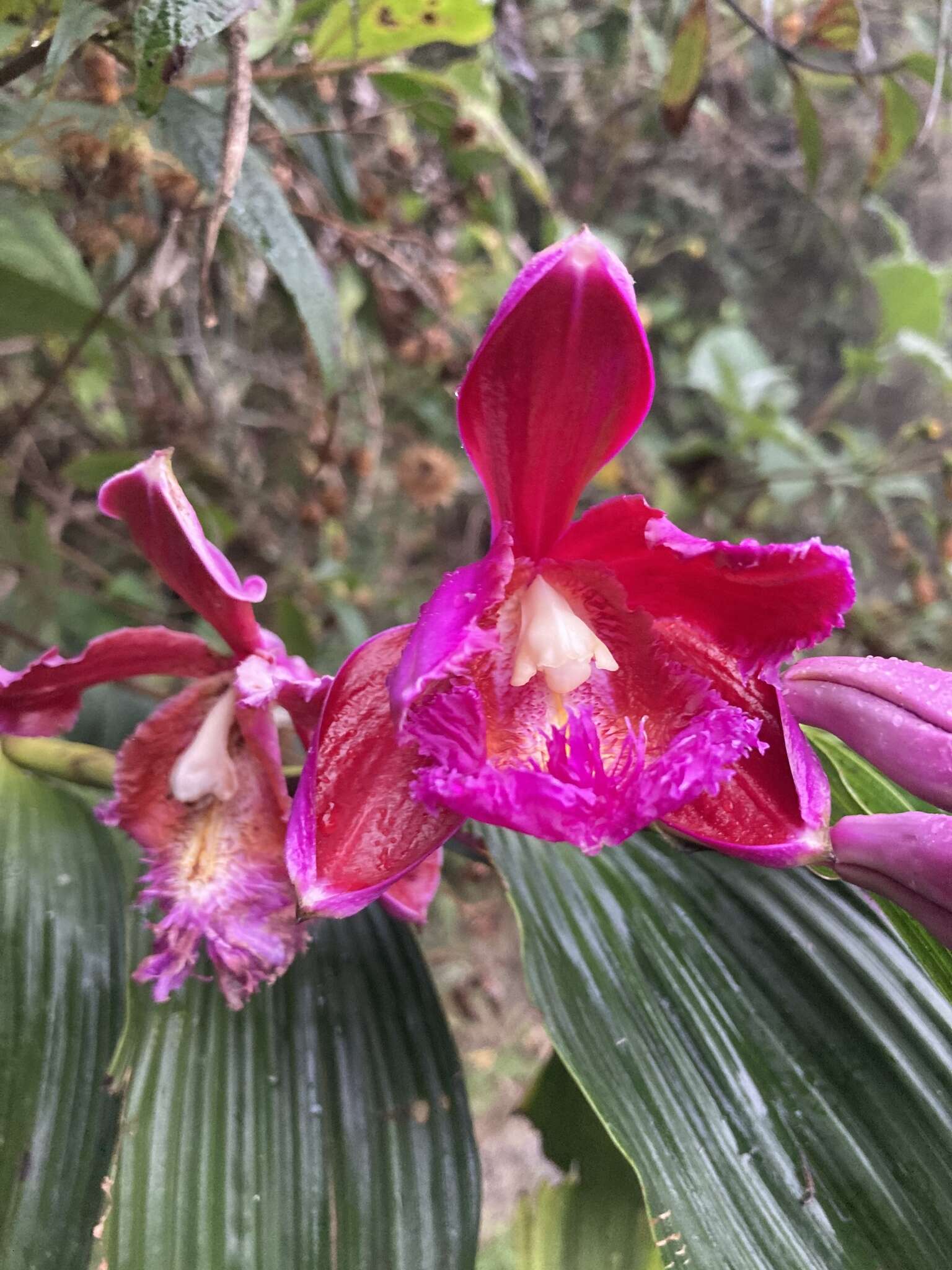 Plancia ëd Sobralia dichotoma Ruiz & Pav.